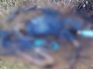 Penemuan Mayat Menyisakan Tulang Di Desa Sukojati