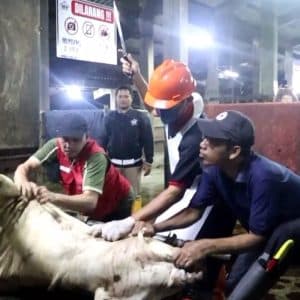 Ini Standar Sertifikasi Penyembelihan Halal dari Fatwa MUI