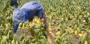 DKPP Ngawi Sebut Harga Panen Tembakau 2024 Meningkat 23 Persen