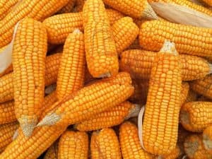 HPP Jagung Resmi Rp 5.500 per Kg, Bulog Siap Serap Hasil Panen