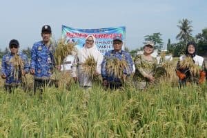SIG Buktikan Komit Pangan! Sulap Lahan Asin Jadi Tambang Padi 18 Ton