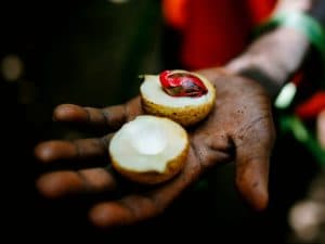 Pala Papua Siap Jadi Bahan Parfum Dunia, Berkat Tangan Perempuan Adat