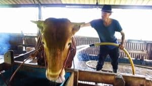 Mau Jual Hewan Kurban di Surabaya? Ini Syarat Ketat dari DKPP Surabaya