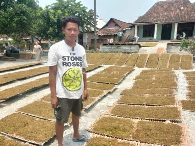 Petani muda yang juga Ketua Gapoktan Tani Kaya, Desa Ganggangtingan, Kecamatan Ngimbang, Kabupaten Lamongan, Wahyu Dian Permana di tengah jemuran daun tembakau. (foto: jero/siginews.com).